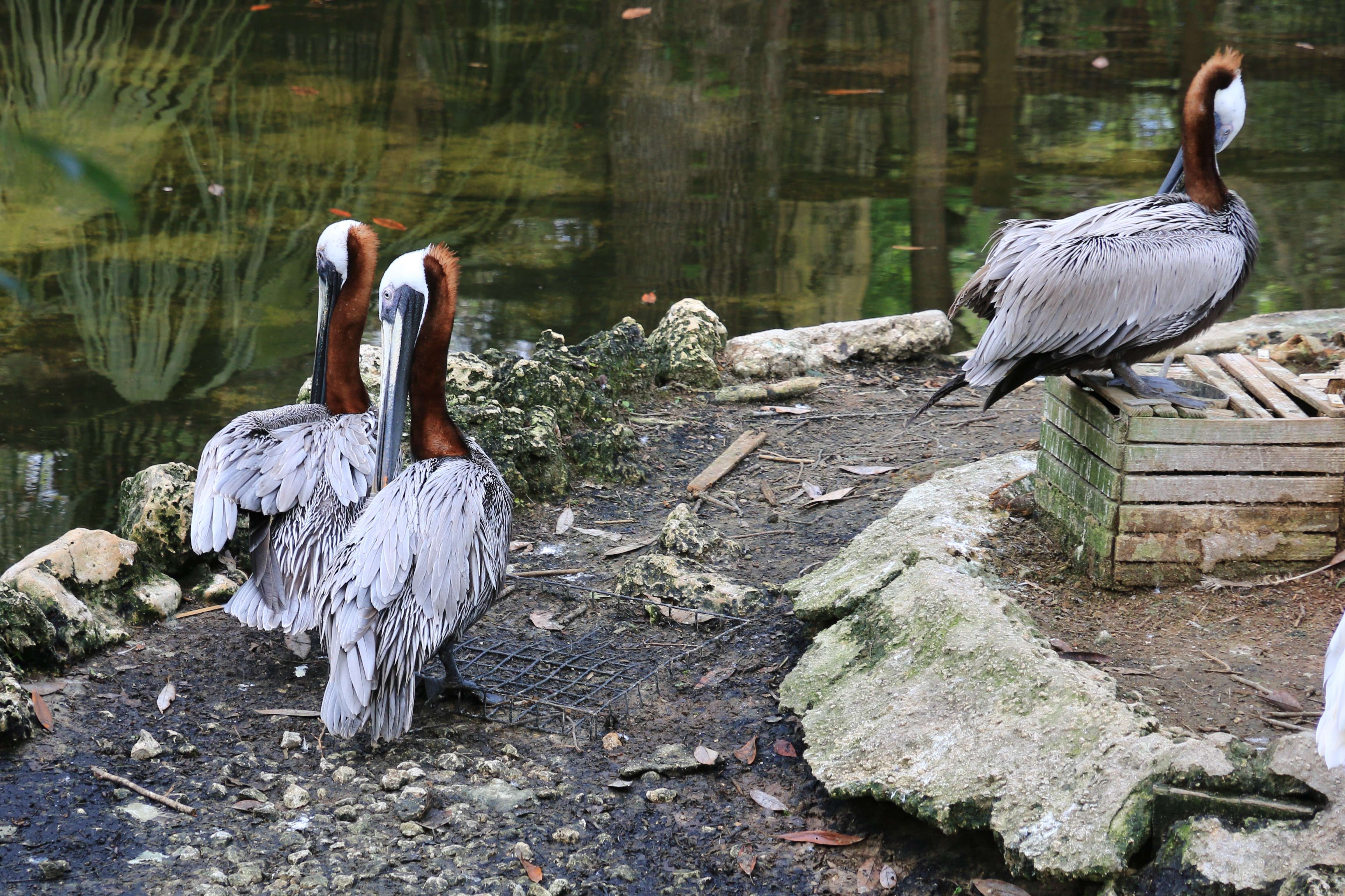 Three brown pelicans